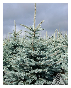 PICEA pungens 'Hoopsi'-